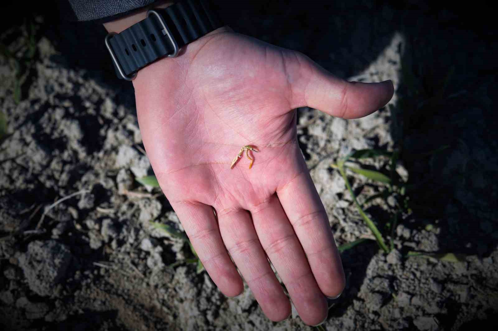 Konya’da yağışlar hububata umut oldu