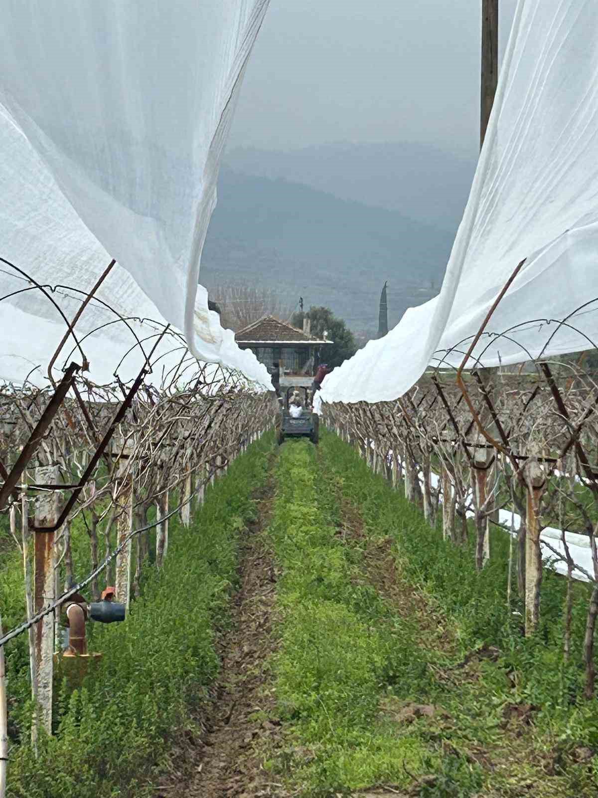 Dolu korkusuna fileli önlem