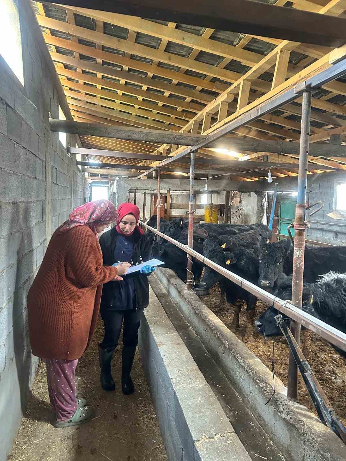 Çaycuma’da yeni doğan buzağılar kayıt altına alındı