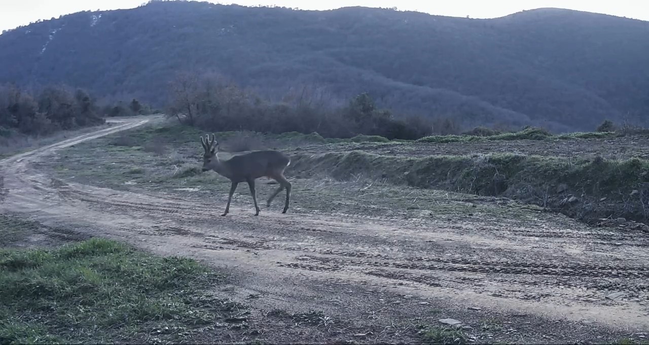 Ganos Dağları&rsquo;nda karacalar fotokapana yakalandı
