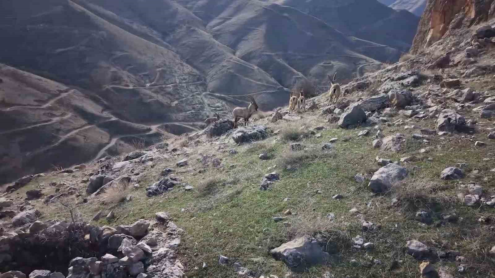Elazığ&rsquo;da dağ ke&ccedil;ileri dron ile g&ouml;r&uuml;nt&uuml;lendi
