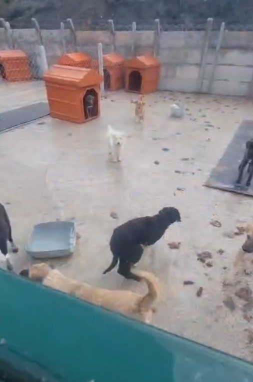 Sakarya Valiliğinden iki il&ccedil;edeki barınak g&ouml;r&uuml;nt&uuml;lerine ilişkin a&ccedil;ıklama
