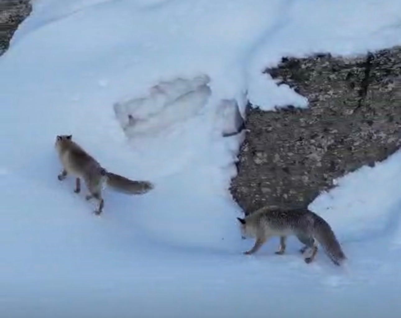 Şırnak&rsquo;ta tilkiler kar &uuml;st&uuml;nde yiyecek ararken g&ouml;r&uuml;nt&uuml;lendi

