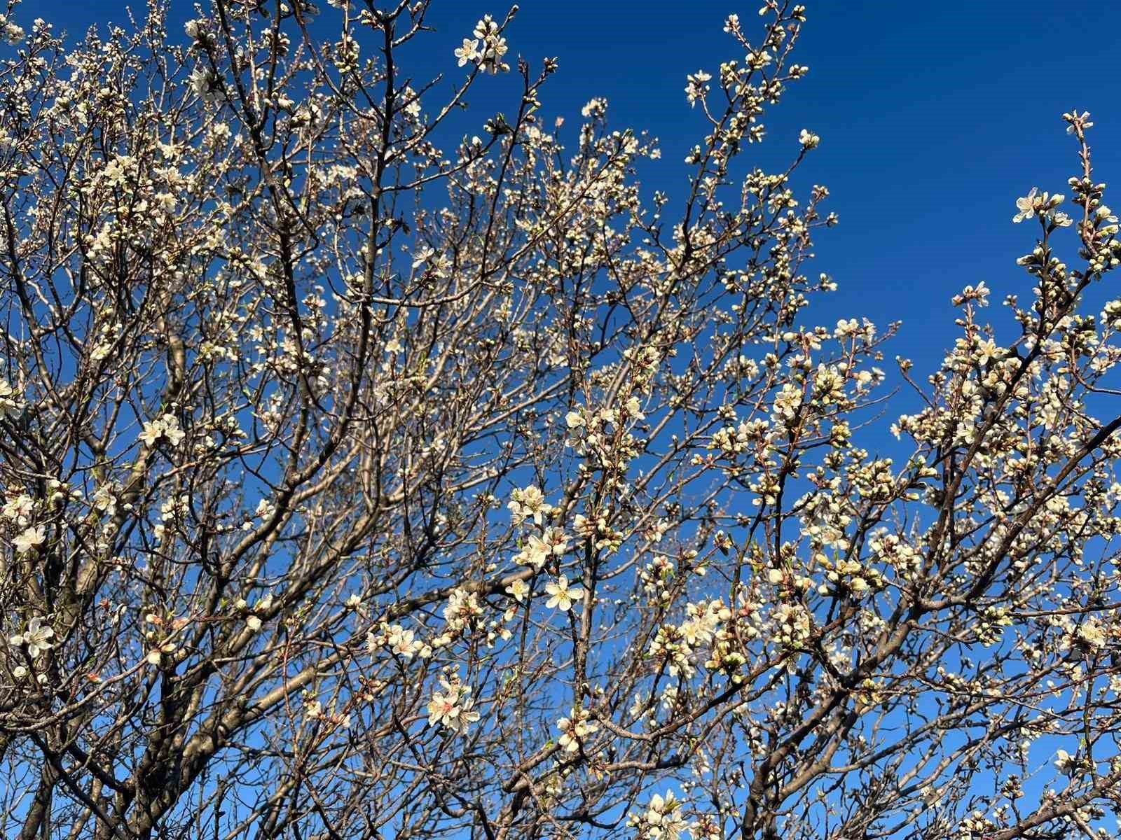 Emet&rsquo;te badem ağa&ccedil;ları &ccedil;i&ccedil;ek a&ccedil;tı
