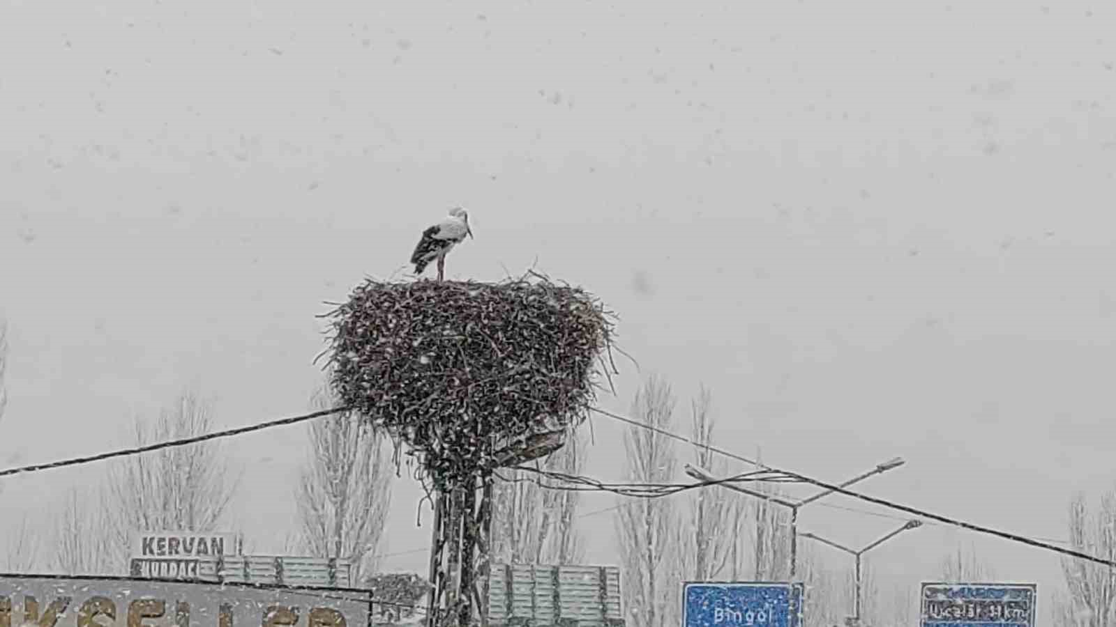 Bingöl’e erken gelen leylekler kara yakalandı