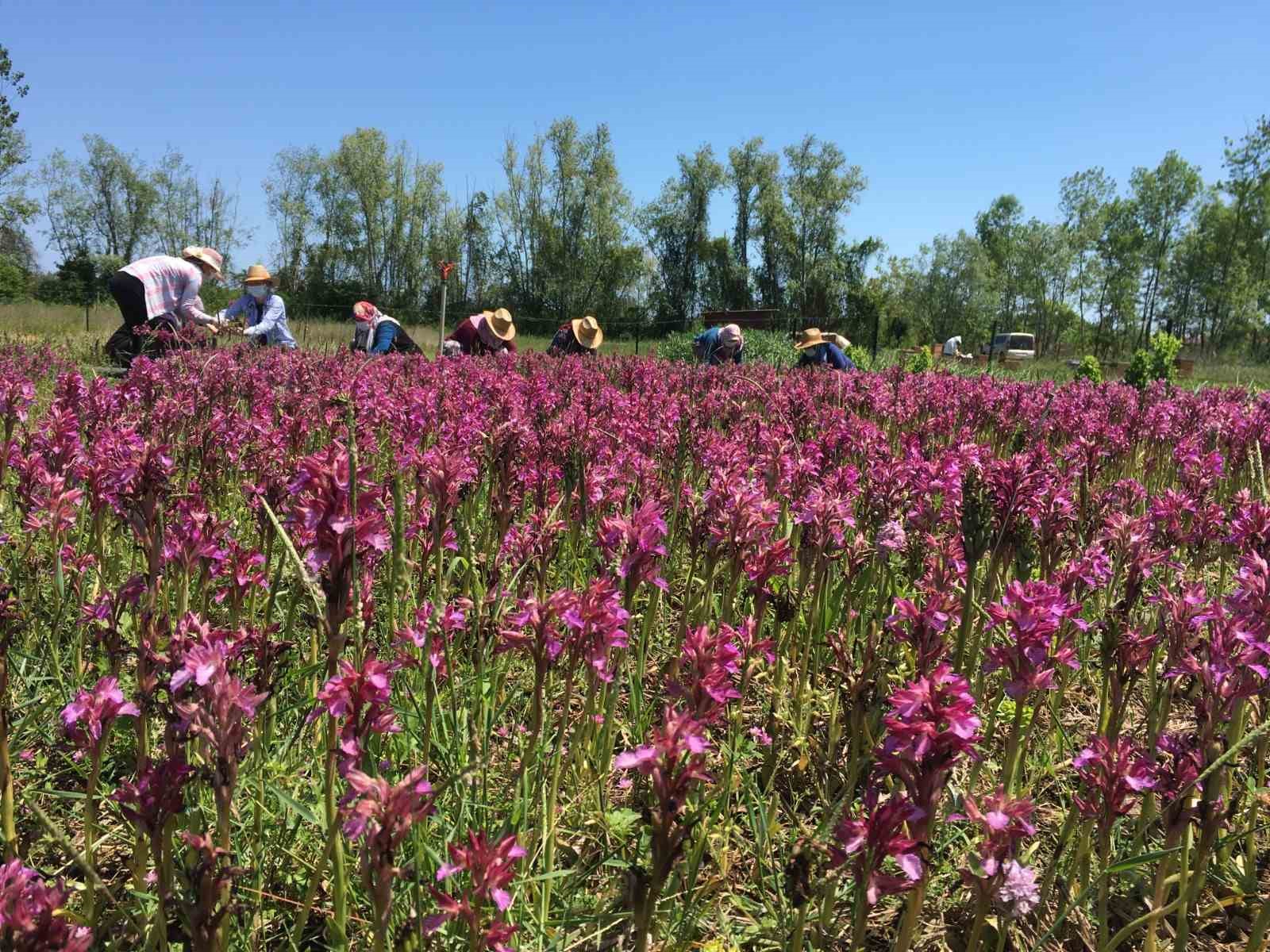 Nebiyan&rsquo;ın lezzetleri tescil yolunda
