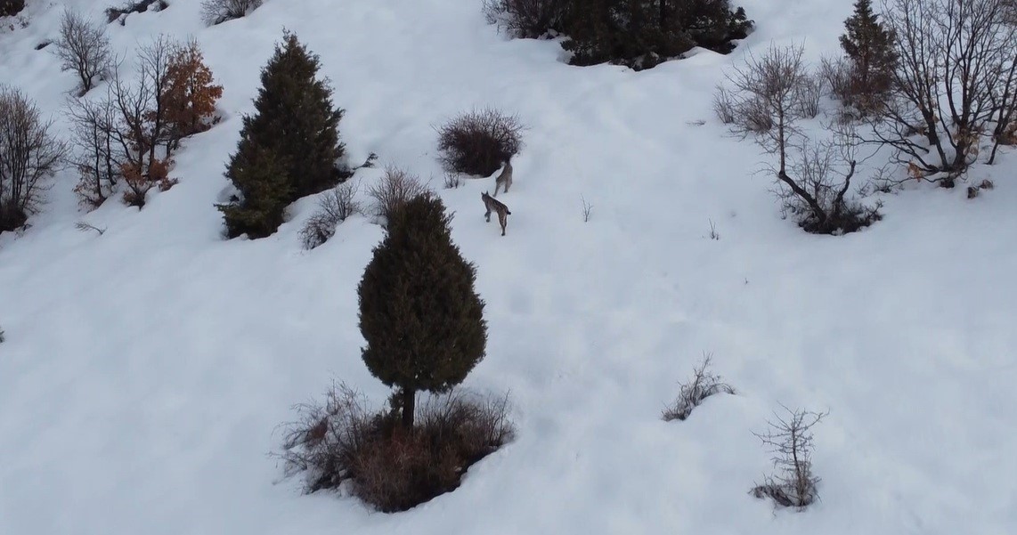 "Ormanın hayaleti" vaşak ailesi Refahiye&rsquo;de havadan g&ouml;r&uuml;nt&uuml;lendi
