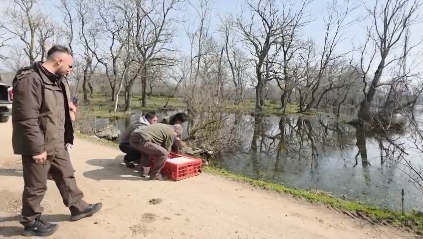 Karacabey Longozları’nda yaban hayatına özgürlük