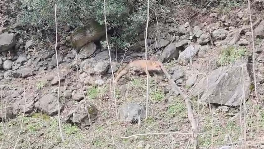 Karacabey Longozları&rsquo;nda yaban hayatına &ouml;zg&uuml;rl&uuml;k
