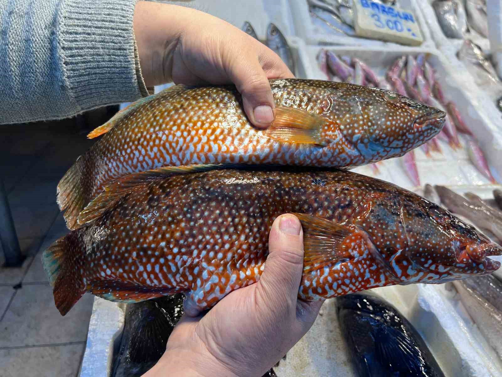 Hint Okyanusu&rsquo;na &ouml;zg&uuml; &lsquo;portakal benekli lagos&rsquo; Mersin&rsquo;de tezgaha &ccedil;ıktı
