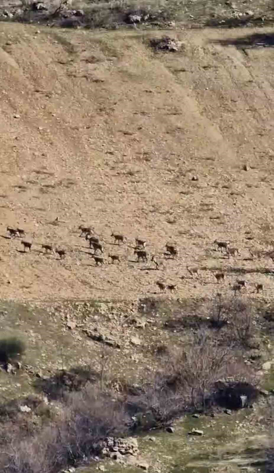 Zarar vermenin cezası 940 bin lira: Diyarbakır&rsquo;da s&uuml;r&uuml; halinde g&ouml;r&uuml;nt&uuml;lendi
