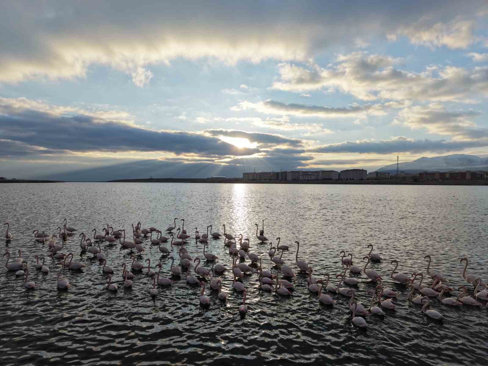 Niğde&rsquo;deki Akkaya Barajı&rsquo;nda flamingo ş&ouml;leni başladı
