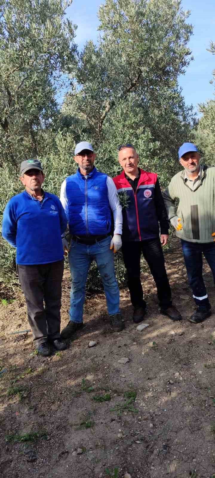 Aydın&rsquo;da zeytin bah&ccedil;eleri kontrol edildi
