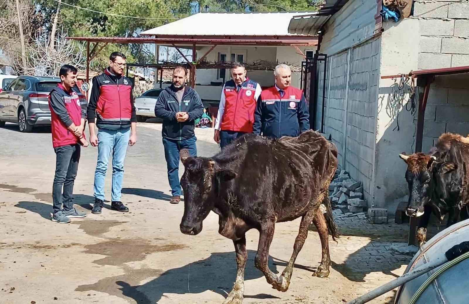 Kumlu&rsquo;da yerli ırk hayvanlarla b&uuml;y&uuml;kbaş yetiştiriciliği yapan işletme incelendi

