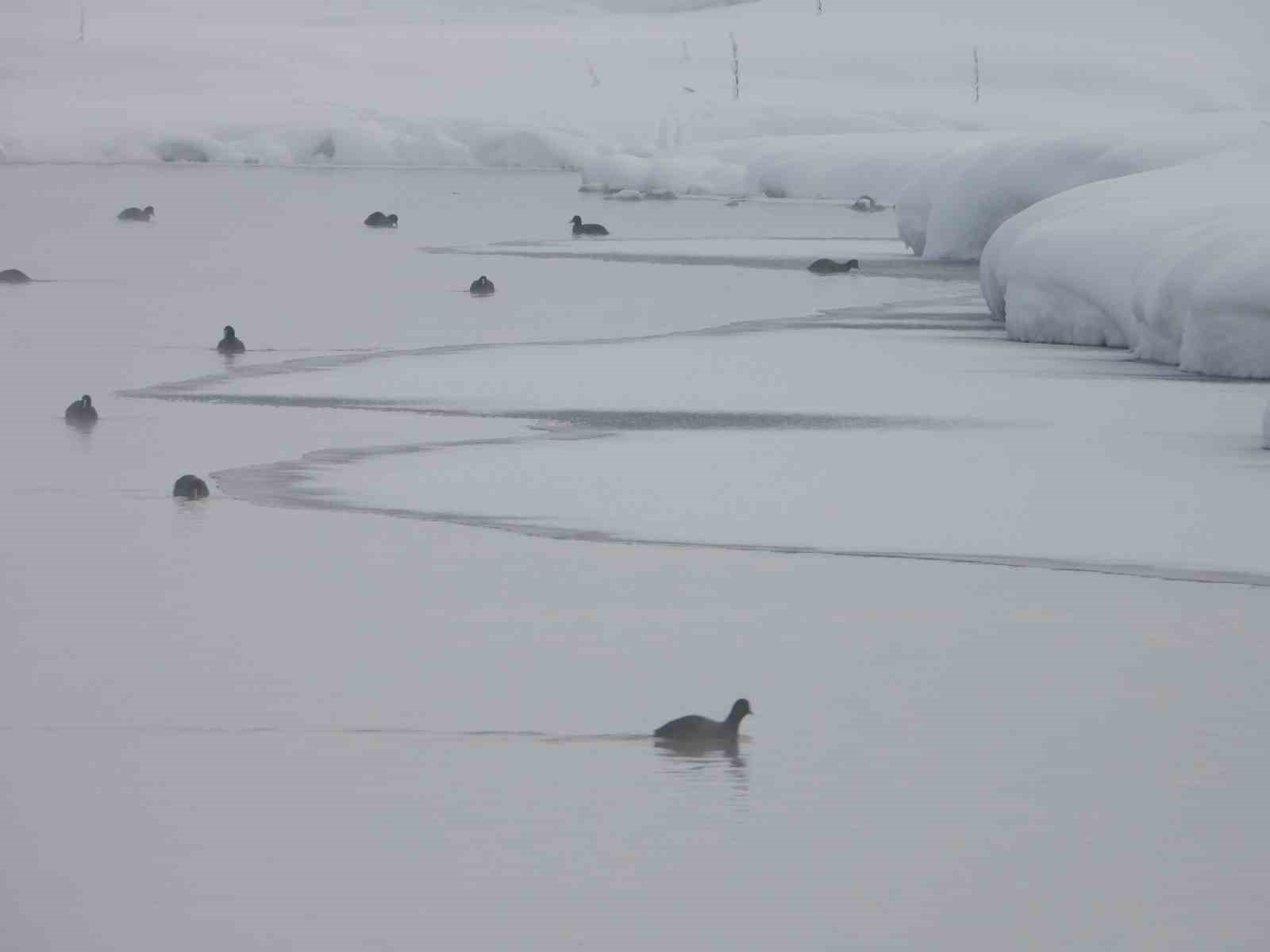 Van&rsquo;da Kaz G&ouml;l&uuml; kuşların mekanı oldu
