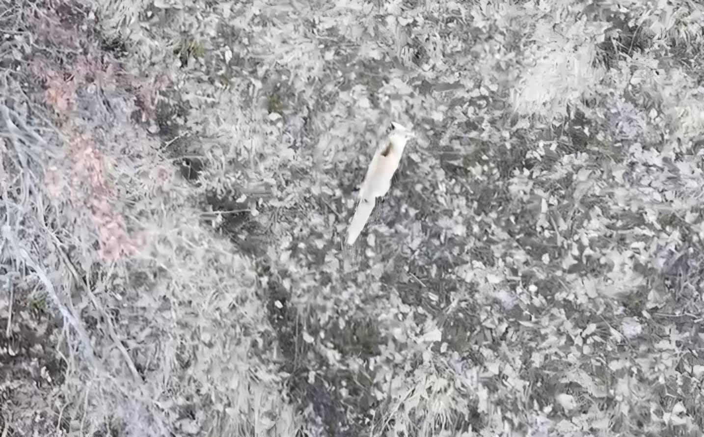 Hask&ouml;y&rsquo;de tilkilerin dron ile imtihanı
