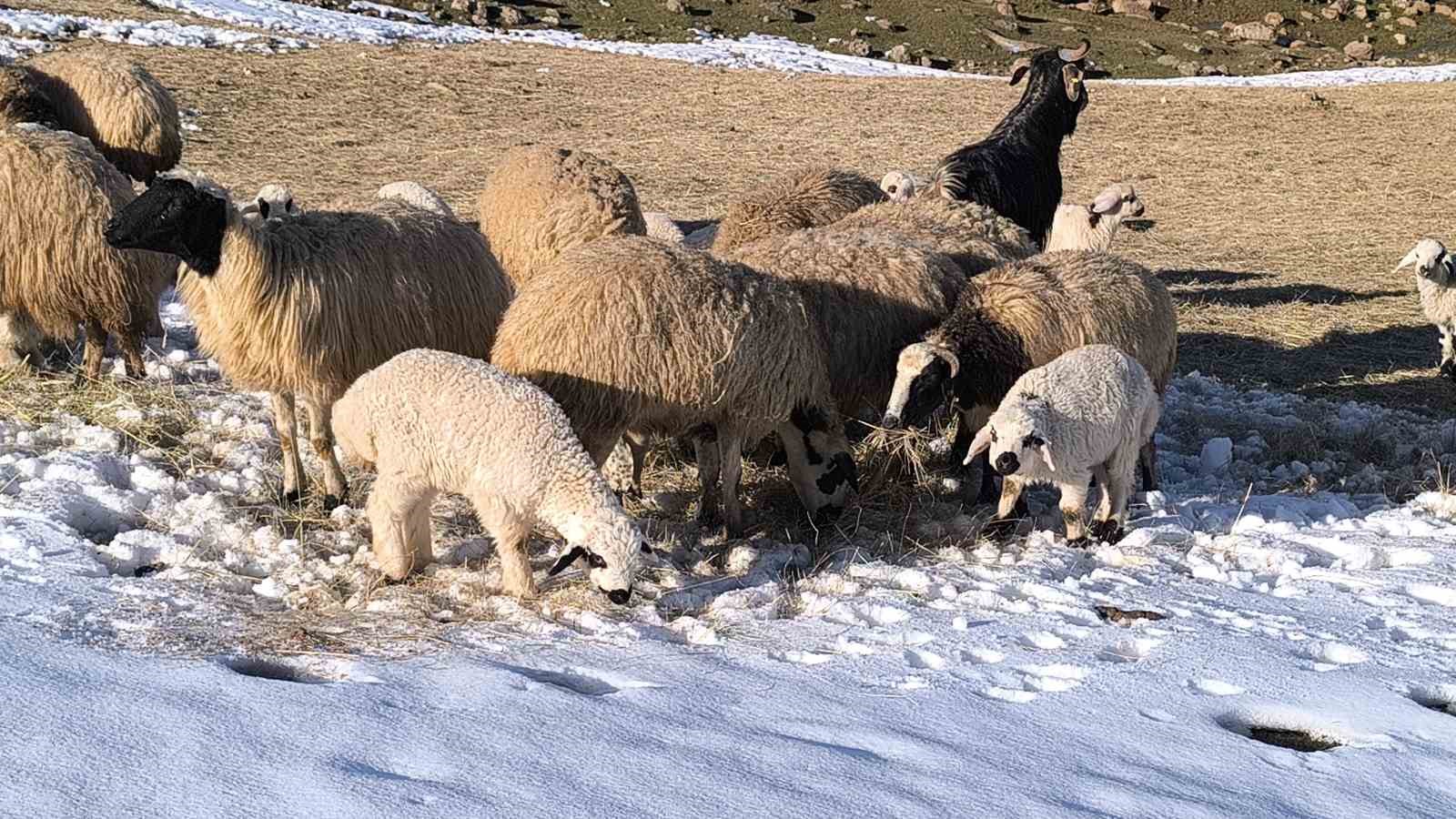 Muş&rsquo;ta besiciler baharı beklerken yeniden kışa geldi
