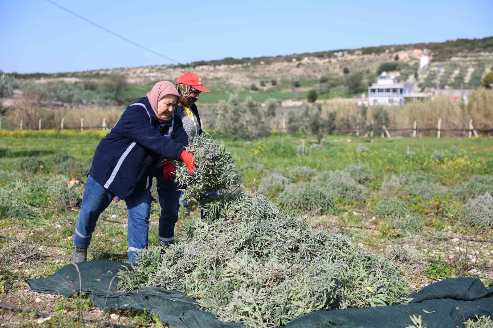 Didim&rsquo;de ada &ccedil;ayı hasadı yapıldı
