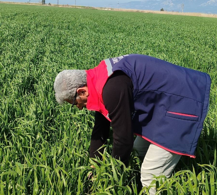 Didim’de hububat ekili araziler temiz çıktı