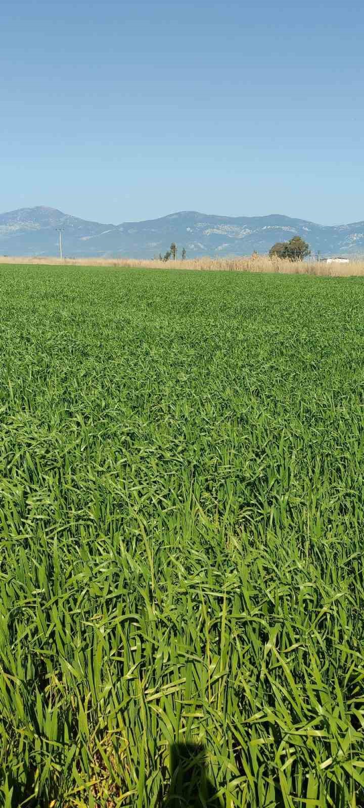 Didim&rsquo;de hububat ekili araziler temiz &ccedil;ıktı
