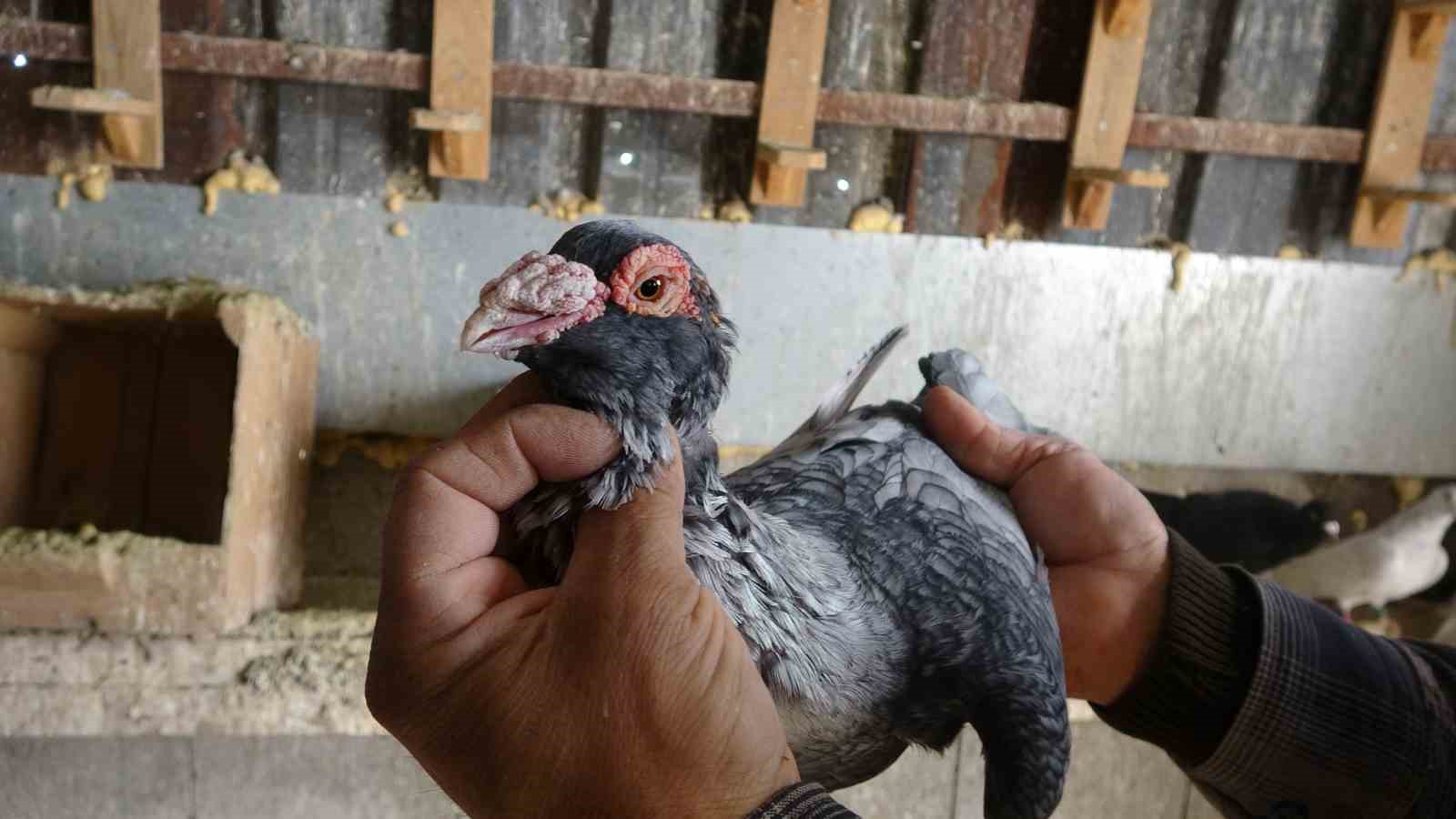 Kuzeninin 7 yaşındayken kendine verdiği g&uuml;vercinle başlayan hevesini 45 yıldır yaşatıyor
