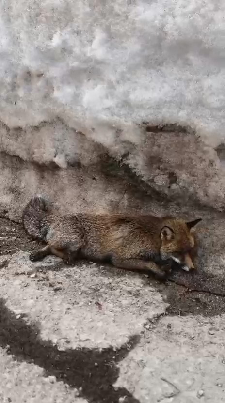 Uludağ&rsquo;da tilkiye &ccedil;arpan otomobil s&uuml;r&uuml;c&uuml;s&uuml; yaralı halde bırakıp ka&ccedil;tı
