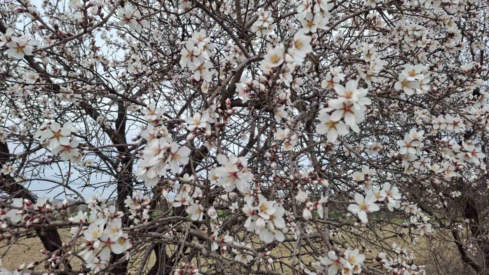 Yalancı bahara aldanan ağa&ccedil;lar erkenden &ccedil;i&ccedil;ek a&ccedil;tı
