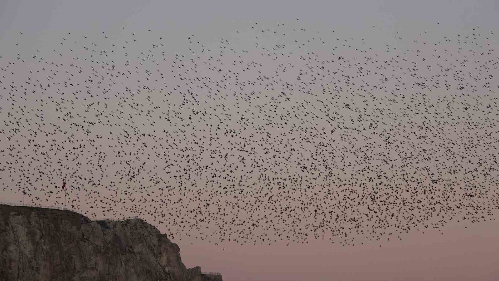 Van Kalesi&rsquo;nde eşsiz bir g&ouml;steri: Sığırcık kuşları havada dans etti
