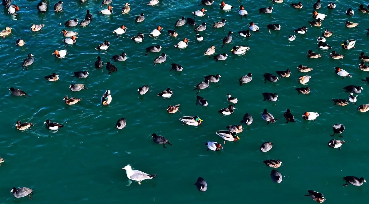 Nazik G&ouml;l&uuml;&rsquo;nde &ouml;rdekler g&ouml;rsel ş&ouml;len oluşturdu
