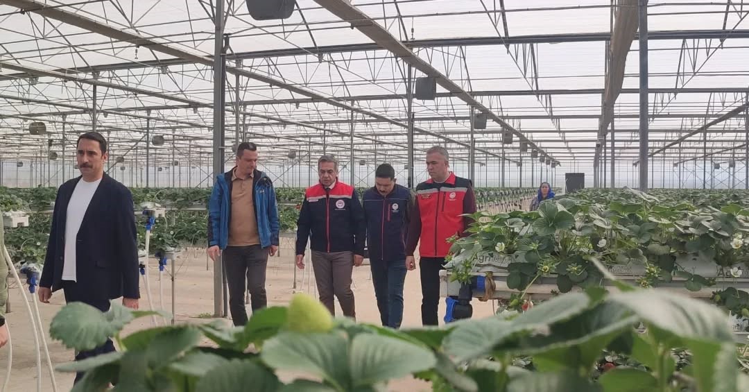 Aydın&rsquo;da &ccedil;ilek hasadı başladı
