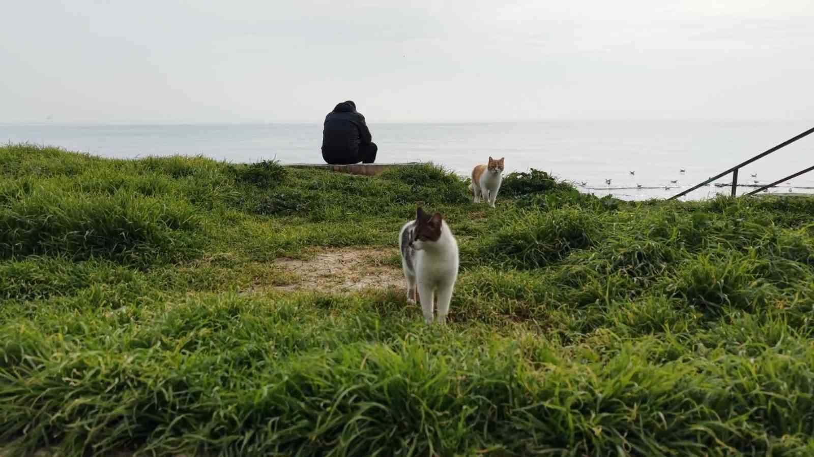Kediler dronu fare sandı, ortaya renkli g&ouml;r&uuml;nt&uuml;ler &ccedil;ıktı
