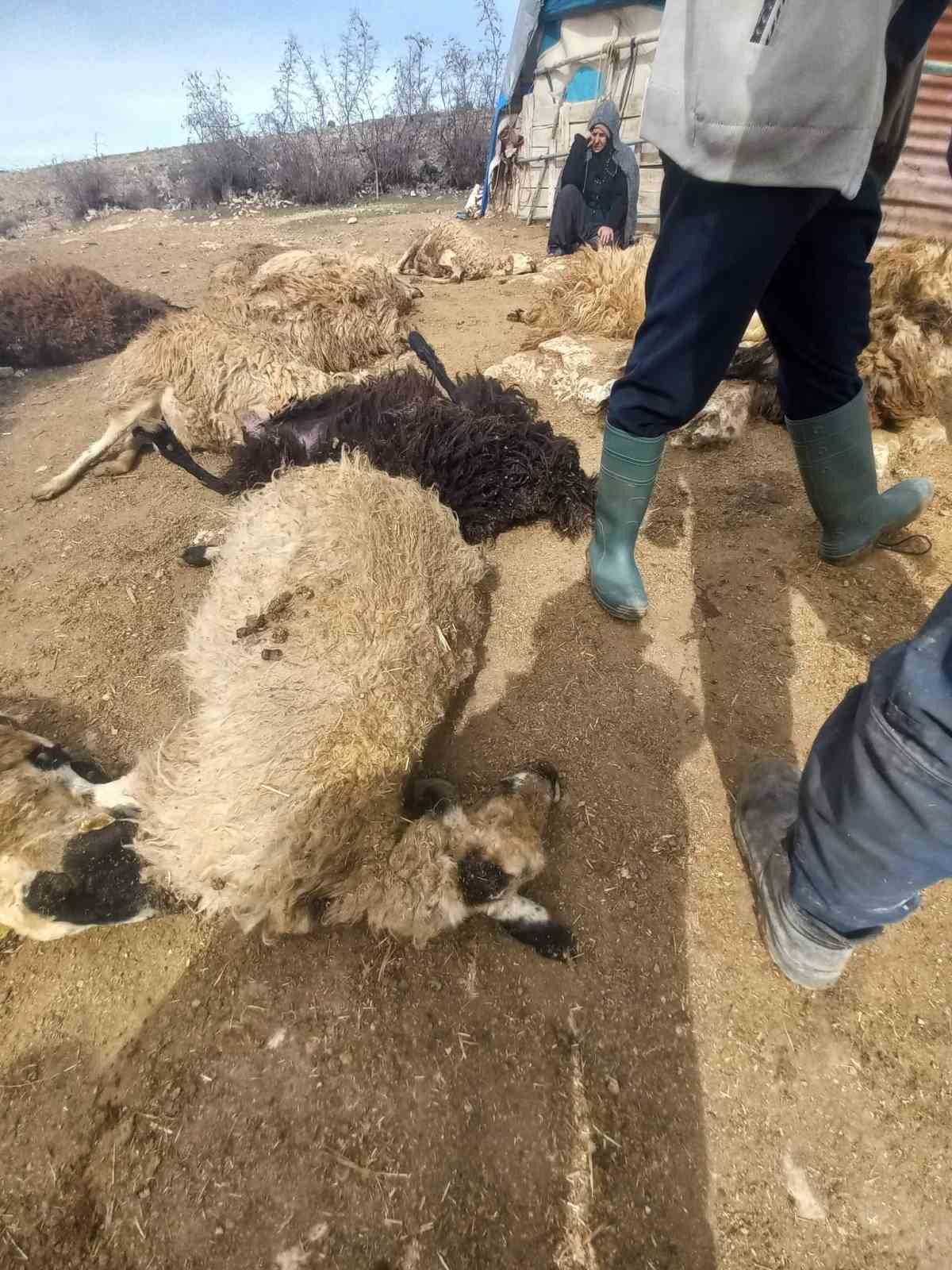 Tunceli&rsquo;de kurt paniği: 64 koyun telef oldu, 11 koyun yaralı
