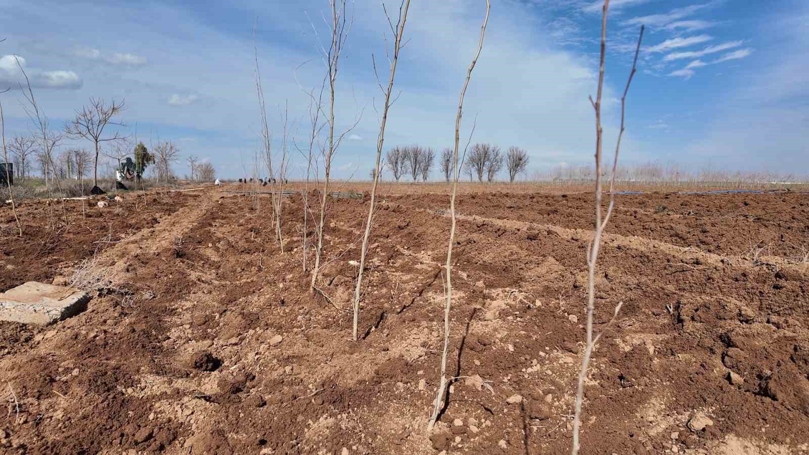 Şanlıurfa B&uuml;y&uuml;kşehir Belediyesi&rsquo;nden 20 bin &ccedil;ınarlık yeşil hamle
