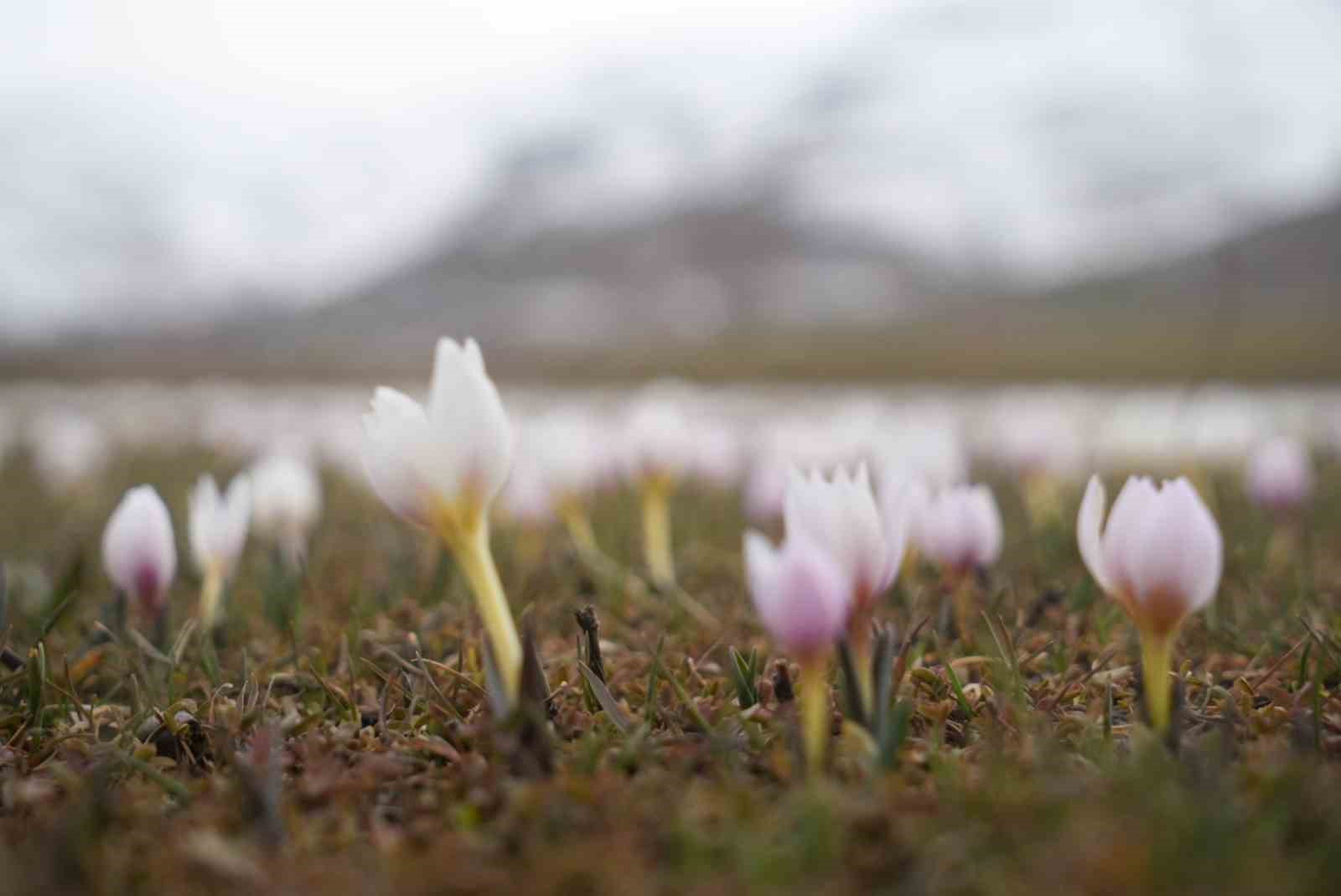 Muş Ovası&rsquo;nda &ccedil;iğdemler yeniden y&uuml;z&uuml;n&uuml; g&ouml;sterdi
