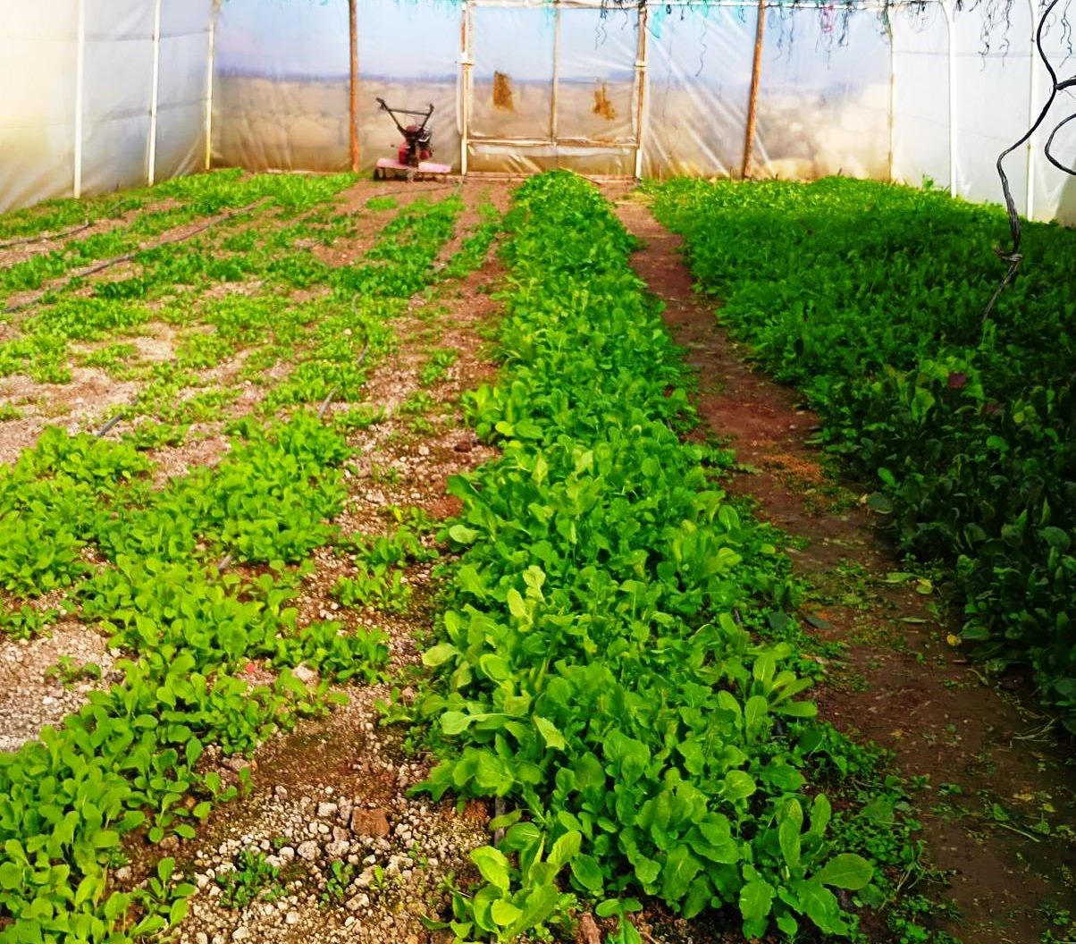 Tavşanlı&rsquo;da KOB&Uuml;KS kapsamında sera kontrolleri
