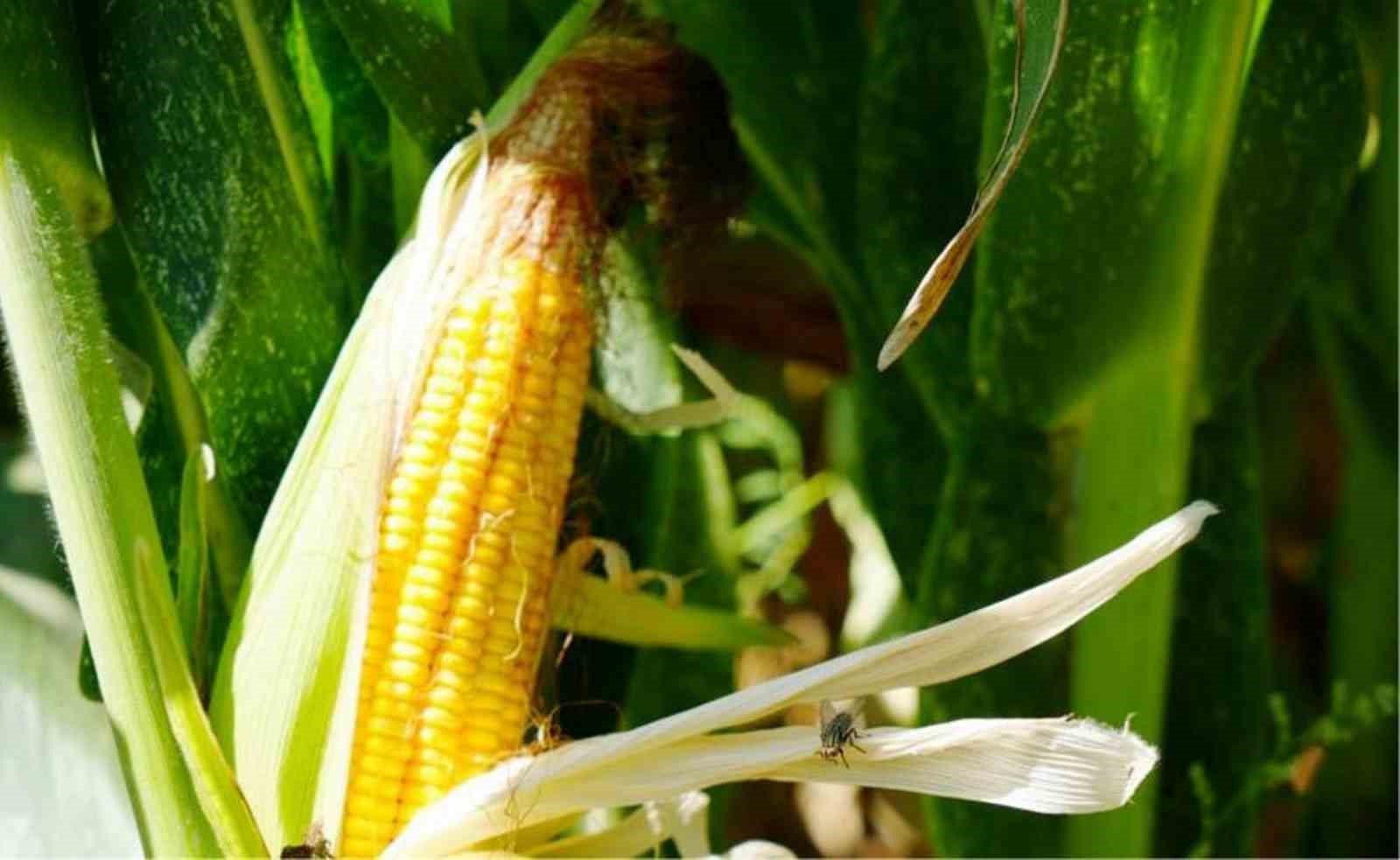 T&uuml;rkiye&rsquo;nin yem bitkisi ihtiyacını Samsun karşılıyor
