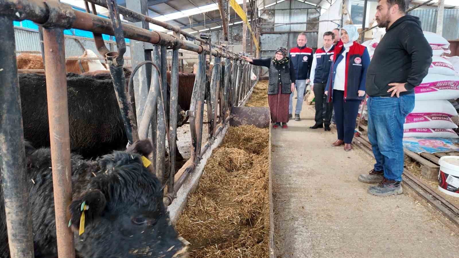 D&uuml;zce&rsquo;de kadın yetiştiriciye et&ccedil;i ırk d&uuml;ve desteği
