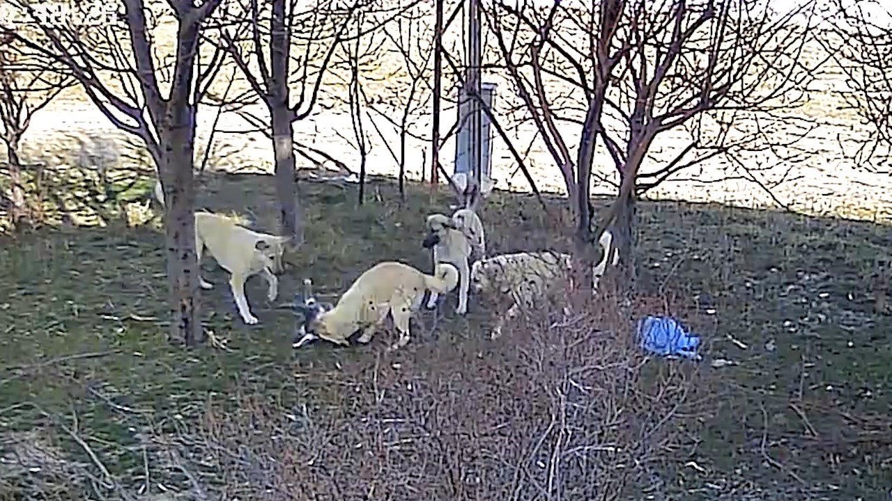 Karaman’da başıboş köpeklerin kediyi öldürdüğü anlar kameraya yansıdı
