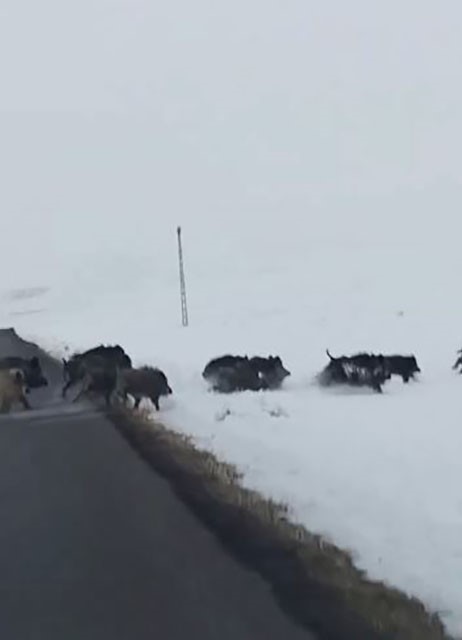Karlı arazide ilerleyen domuz s&uuml;r&uuml;s&uuml; g&ouml;r&uuml;nt&uuml;lendi
