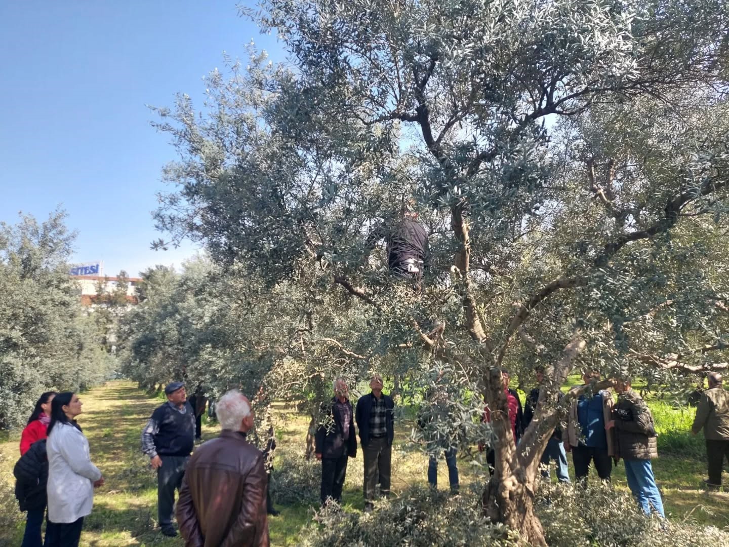 Ko&ccedil;arlılı &uuml;reticilere uygulamalı budama eğitimi
