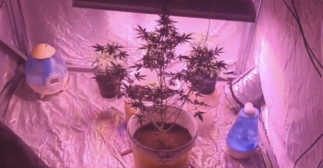 Bilgi notuyla apartman dairesinde uyuşturucu serası kurdular, jandarmadan ka&ccedil;amadılar
