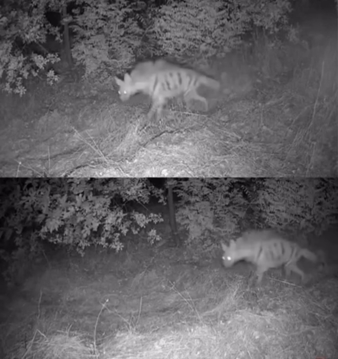 Diyarbakır&rsquo;da yaban hayvanları foto kapana yakalandı

