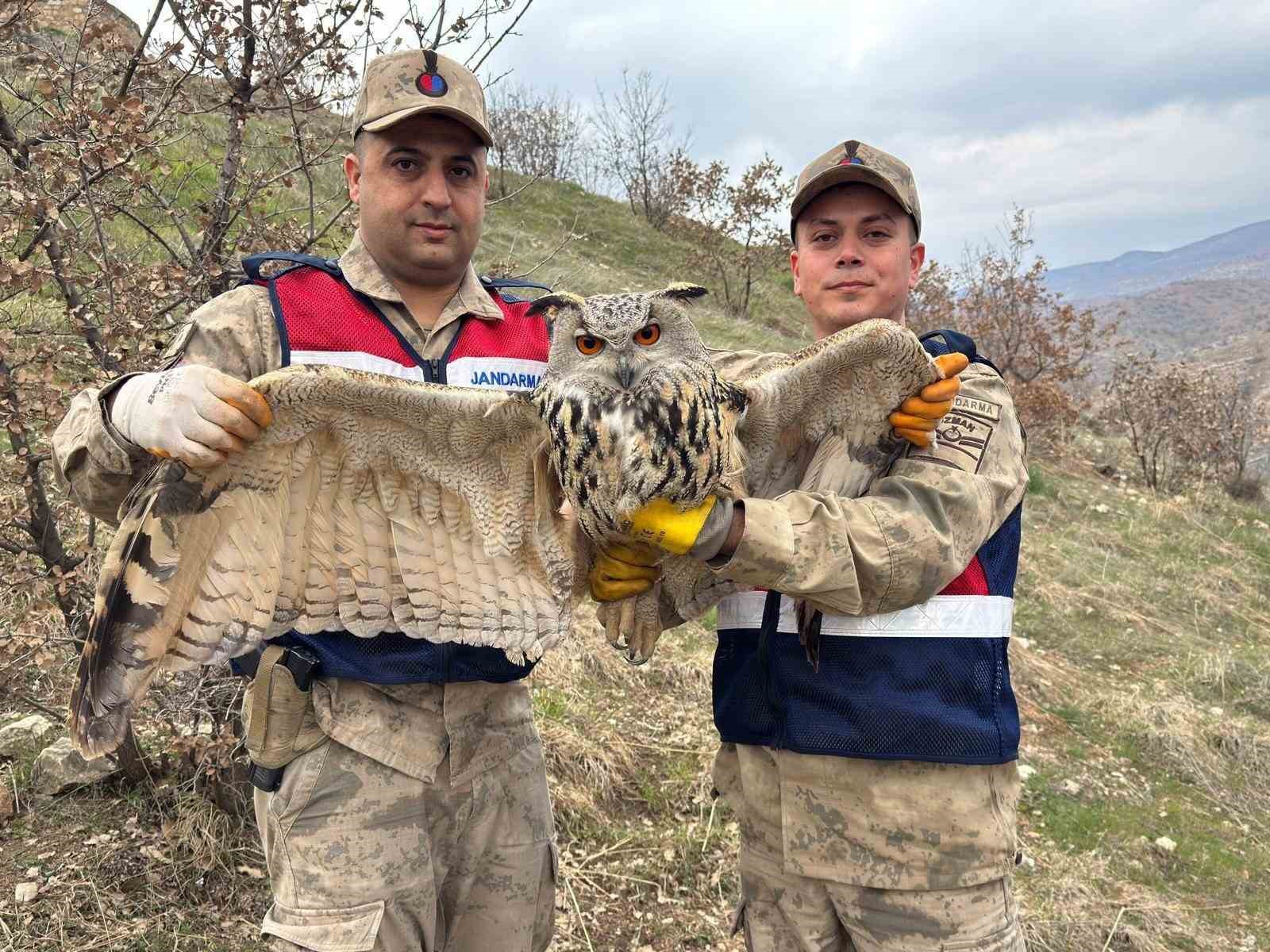 Siirt&rsquo;te nesli tehlike altındaki kulaklı baykuş koruma altına alındı
