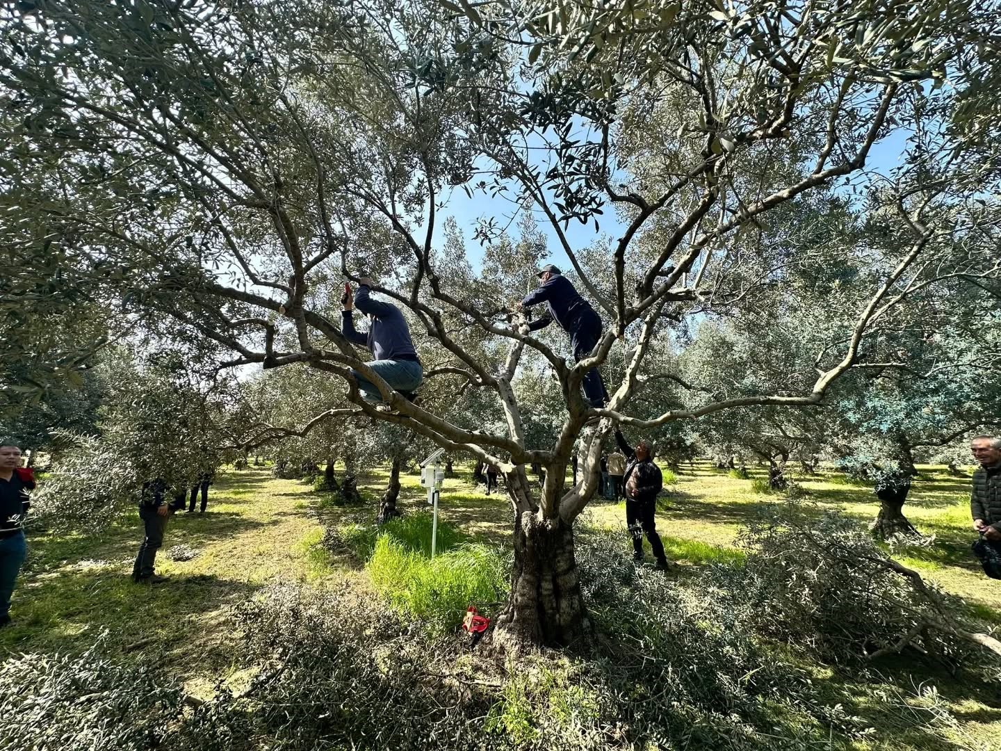 Koçarlılı üreticilere uygulamalı budama eğitimi