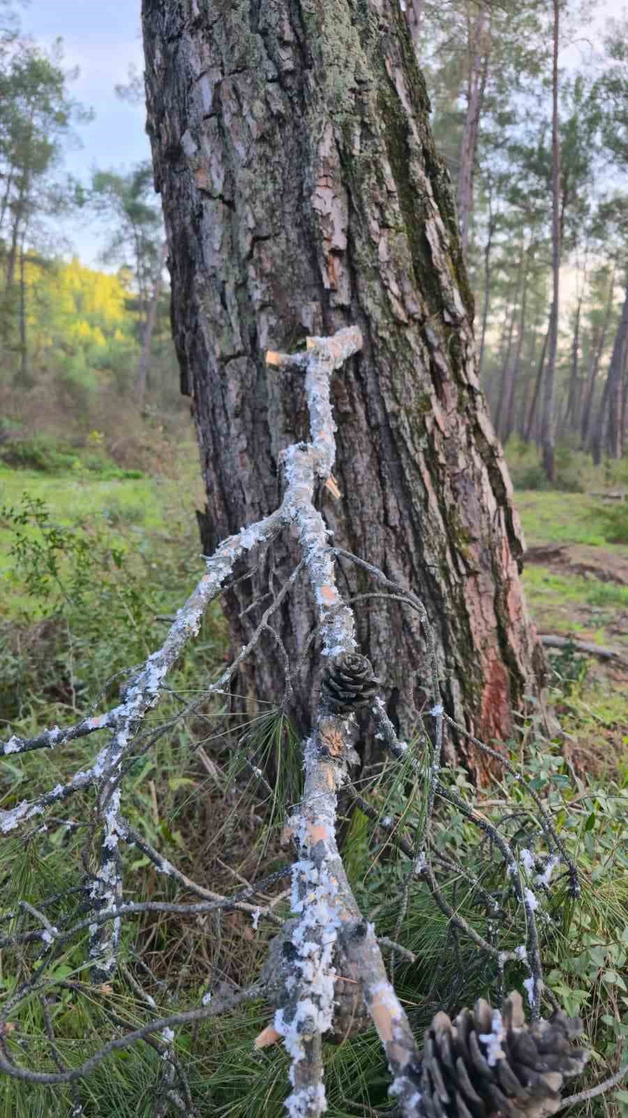 Kesilen basralı dallar arıcılar i&ccedil;in ormana bırakıldı
