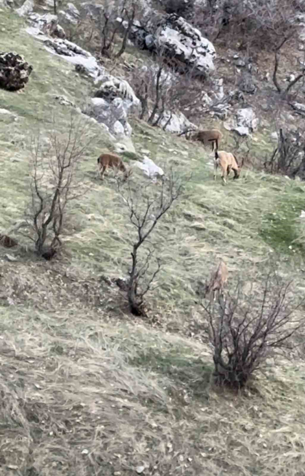 Diyarbakır&rsquo;da nesli koruma altında olan dağ ke&ccedil;ileri g&ouml;r&uuml;ld&uuml;
