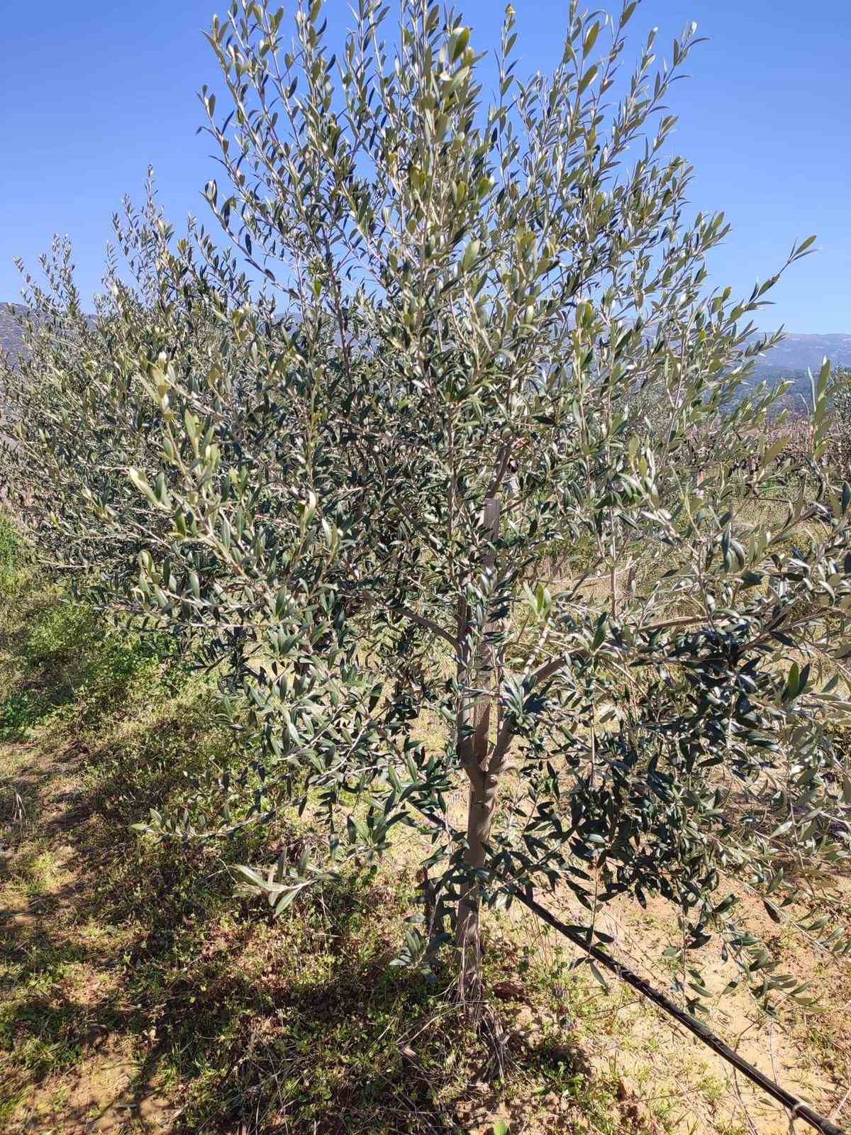 Sarıg&ouml;l&rsquo;de &rsquo;bodur&rsquo; zeytin d&ouml;nemi
