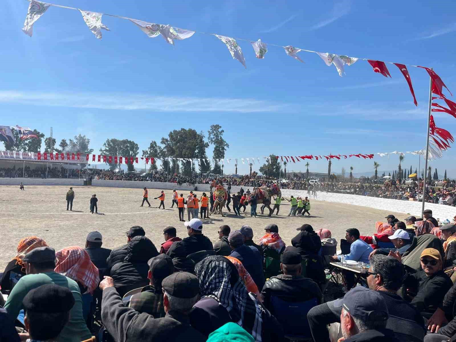 Şap karantinası kalktı, deve g&uuml;reşleri İncirliova&rsquo;da başladı
