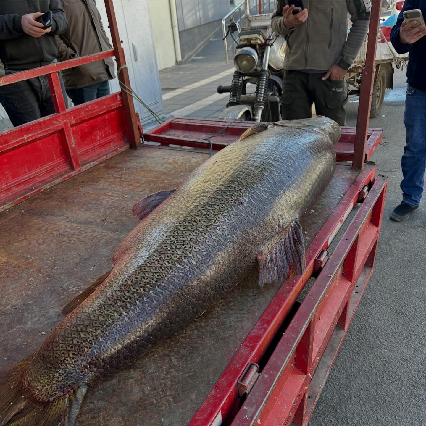 Çüngüş’te 100 kiloluk turna balığı yakalandı