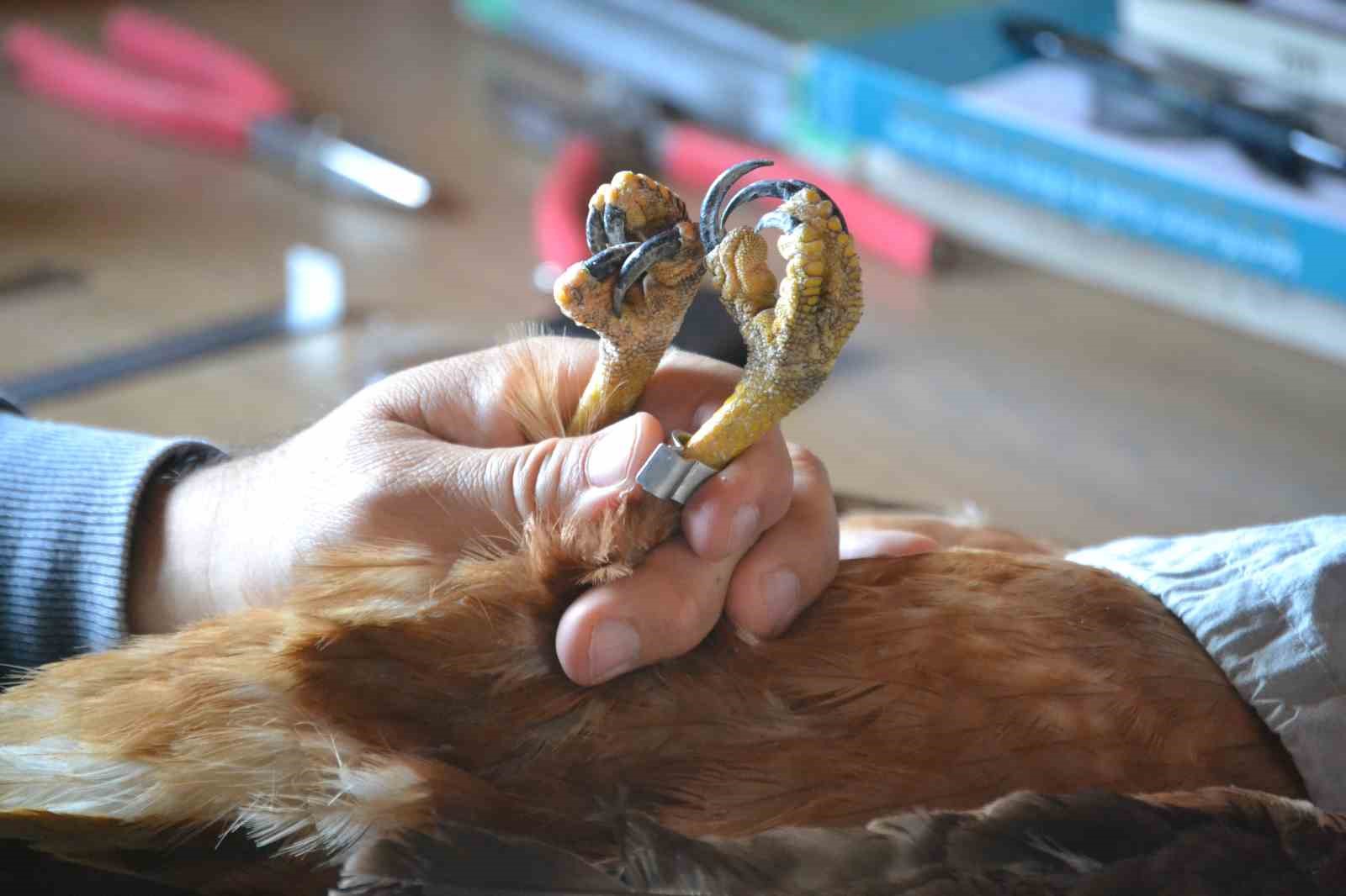 G&ouml;&ccedil;men kuşların uğrak noktası T&uuml;rkiye: 2025&rsquo;te 34 bin 360 kuş halkalandı
